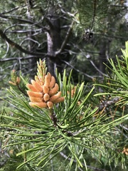 Pinus contorta murrayana