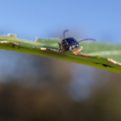 Lysathia ludoviciana