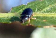 Lysathia ludoviciana