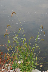 Setaria viridis pycnocoma