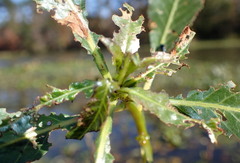 Lysathia ludoviciana