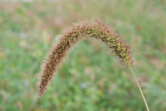 Setaria viridis pycnocoma