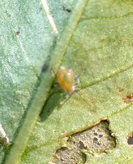 Lysathia ludoviciana