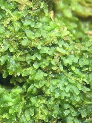 Riccardia latifrons