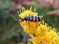Typocerus sparsus