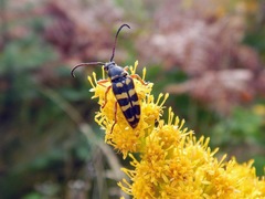 Typocerus sparsus