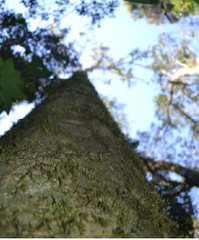 Lonchocarpus nitidus