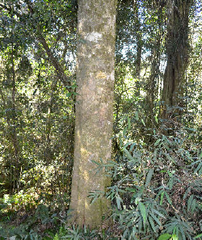 Lonchocarpus nitidus