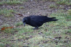 Corvus brachyrhynchos
