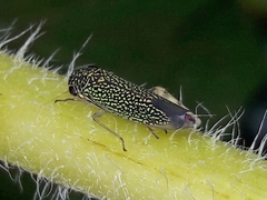 Macugonalia cavifrons