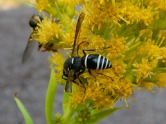 Euodynerus leucomelas