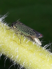 Macugonalia cavifrons