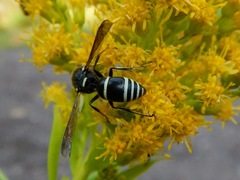 Euodynerus leucomelas