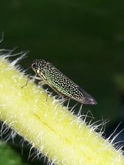 Macugonalia cavifrons