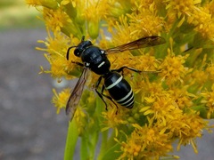 Euodynerus leucomelas