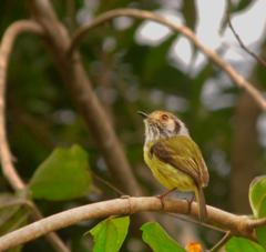 Myiornis auricularis