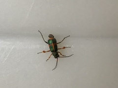 Hapalochrops sumtuosus