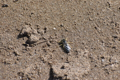 Bembix citripes