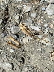 Mentzelia laevicaulis