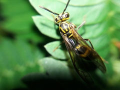 Polybia fastidiosuscula