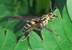 Polybia fastidiosuscula