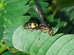 Polybia fastidiosuscula