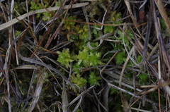 Subsecunda