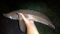 Acipenser fulvescens