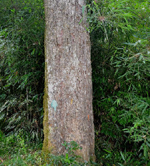 Matayba elaeagnoides