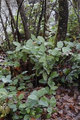 Gaultheria shallon
