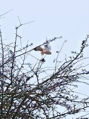 Falco tinnunculus tinnunculus