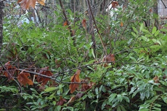 Prunus laurocerasus