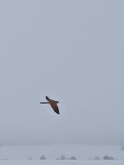 Falco tinnunculus tinnunculus