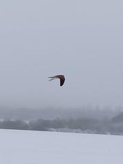 Falco tinnunculus tinnunculus