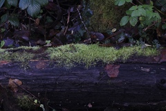 Bryophyta