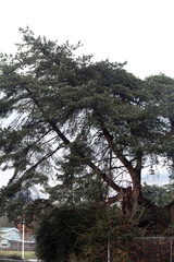 Pinus