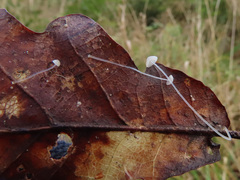 Mycena mucor