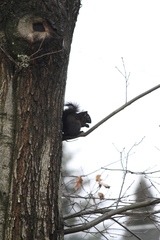 Sciurus carolinensis