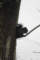 Sciurus carolinensis