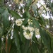 Weeping Lilli Pilli - Photo (c) jinksi, some rights reserved (CC BY-NC), uploaded by jinksi