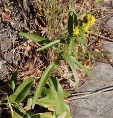 Solidago sempervirens