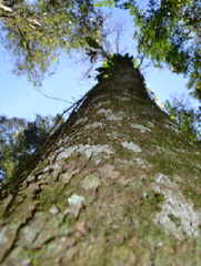 Myrocarpus frondosus