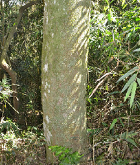 Myrocarpus frondosus