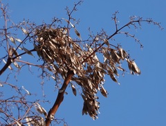 Ailanthus altissima