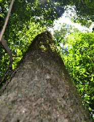 Myrocarpus frondosus