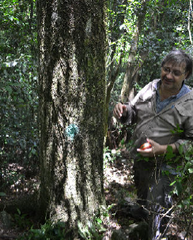 Myrocarpus frondosus