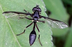 Salpingogaster nigra