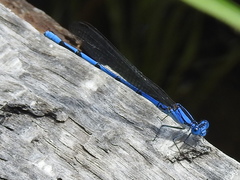 Argia lacrimans