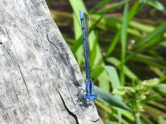 Argia lacrimans