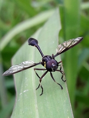 Salpingogaster nigra